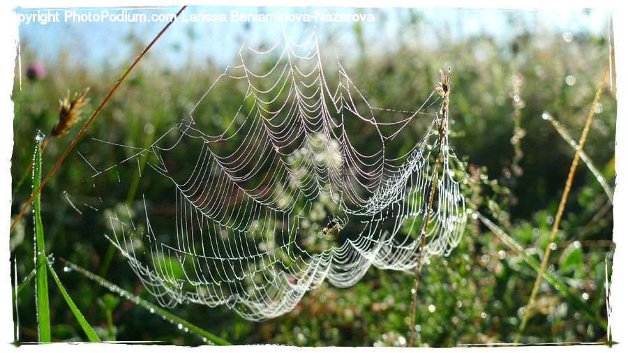 Arachnid, Garden Spider, Insect, Invertebrate, Spider, Field, Grass