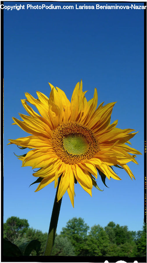 Blossom, Flora, Flower, Plant, Sunflower, Daisies, Daisy