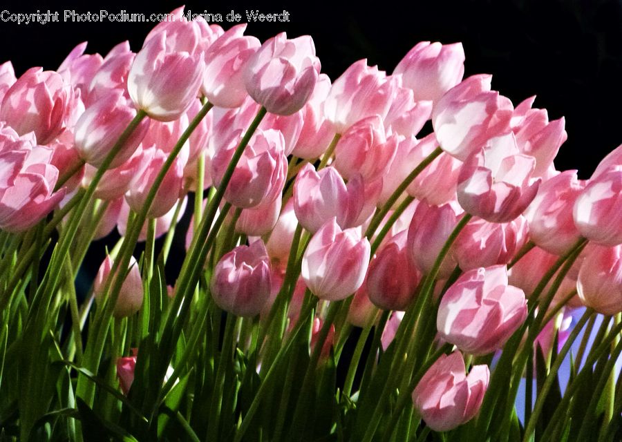 Blossom, Flora, Flower, Plant, Tulip, Crocus, Field