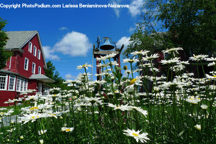Plant, Potted Plant, Building, Cottage, Housing, Blossom, Flora