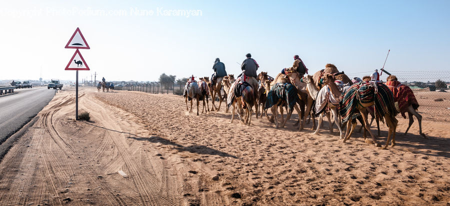 Animal, Camel, Mammal, Road Sign, Sign, Street Sign, Tribe