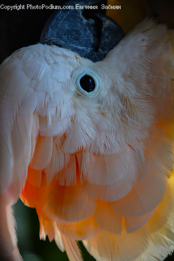 Bird, Cockatoo, Parrot, Beak