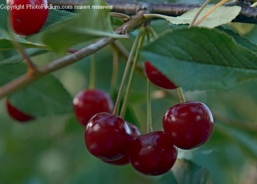 Cherry, Fruit, Insect, Invertebrate, Mantis, Blossom, Flora