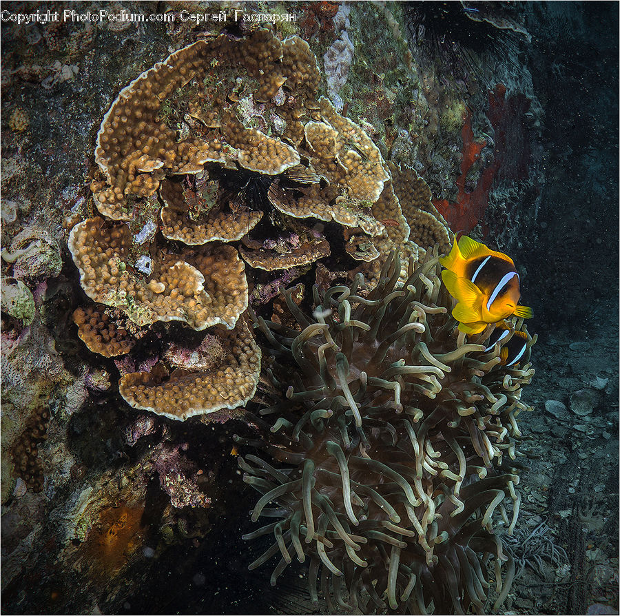 Coral Reef, Outdoors, Reef, Sea, Sea Life, Water, Agaric
