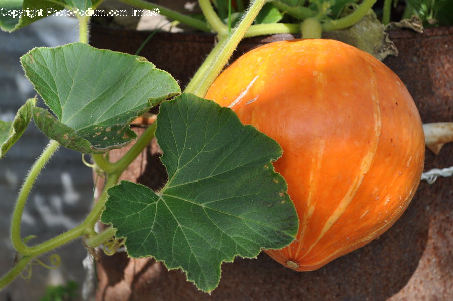 Leaf, Plant, Fern, Bell Pepper, Pepper, Produce, Vegetable