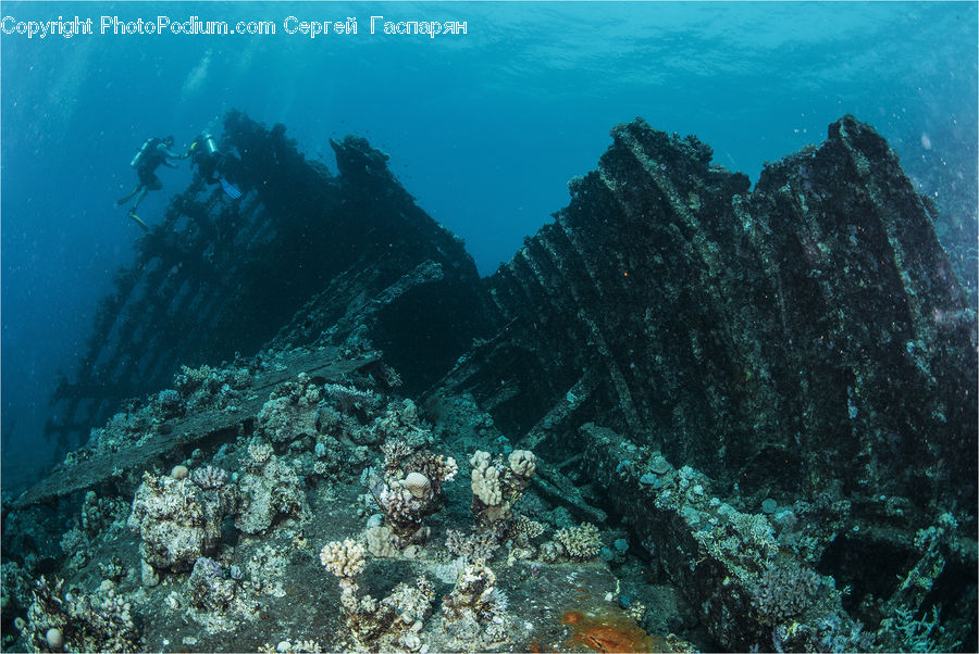 Coral Reef, Outdoors, Reef, Sea, Sea Life, Water