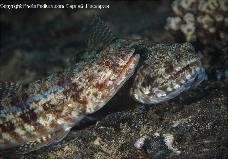 Eel, Fish, Sea Life, Flounder, Halibut