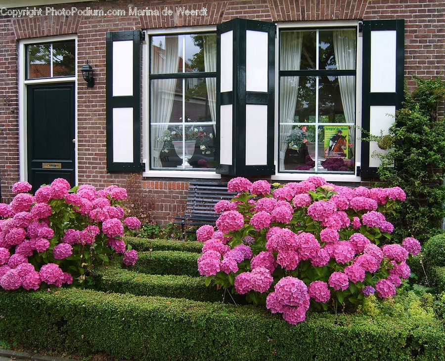 Brick, Blossom, Flora, Flower, Geranium, Plant, Bush