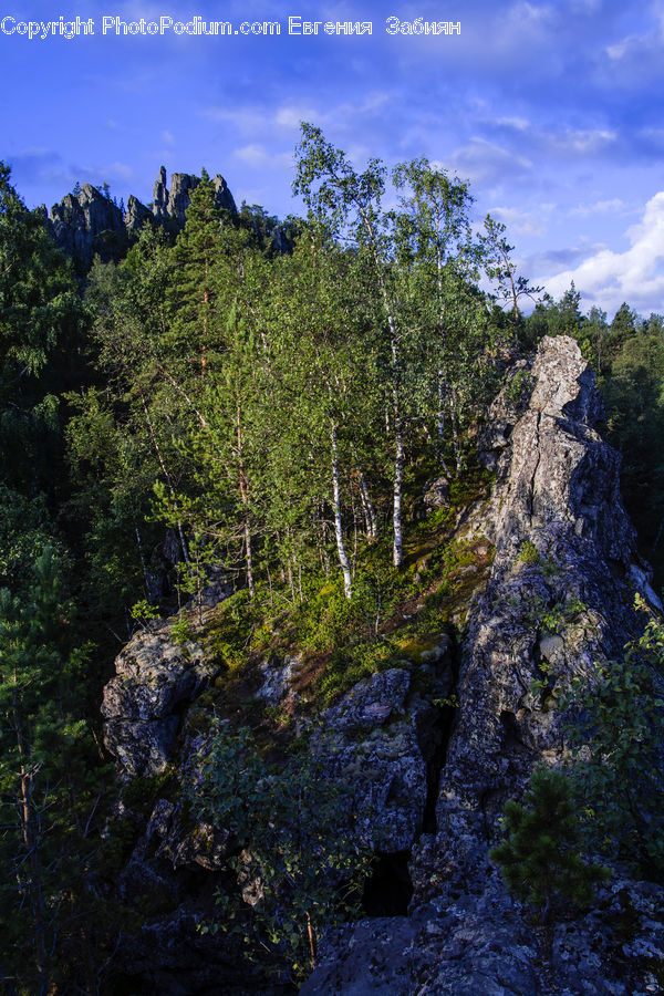Forest, Jungle, Rainforest, Vegetation, Cliff, Outdoors, Creek