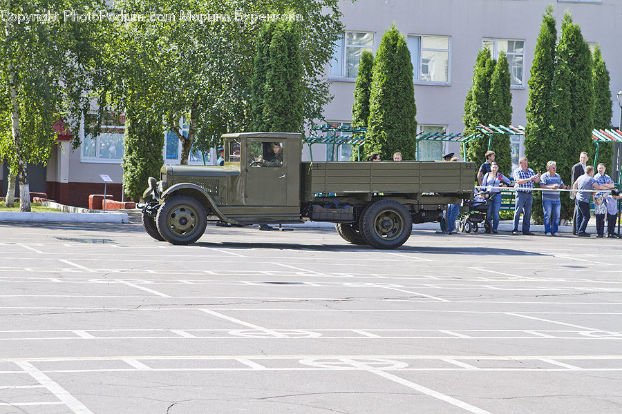 Antique Car, Car, Model T, Vehicle, Conifer, Plant, Tree