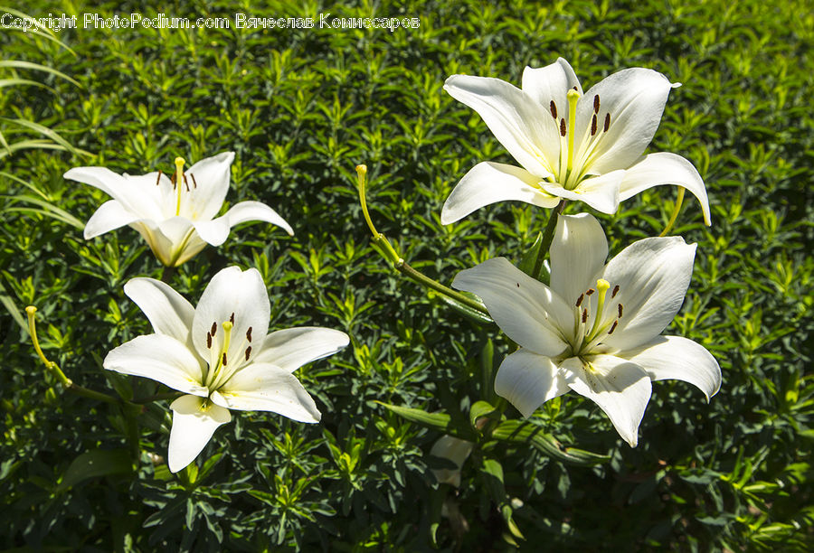 Flora, Flower, Lily, Plant, Gladiolus, Blossom, Crocus