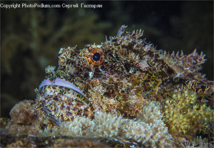 Coral Reef, Outdoors, Reef, Sea, Sea Life, Water, Crab