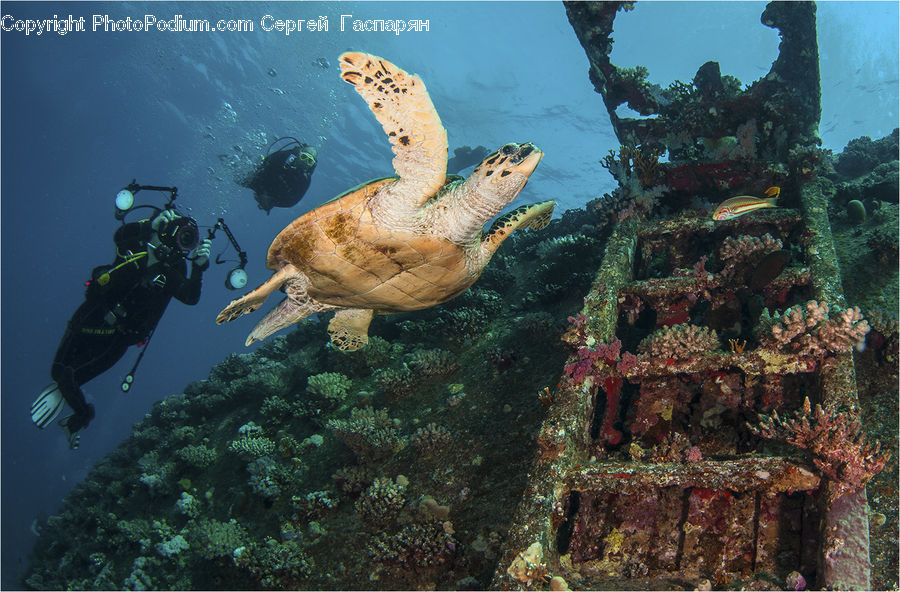 Coral Reef, Outdoors, Reef, Sea, Sea Life, Water, Diver