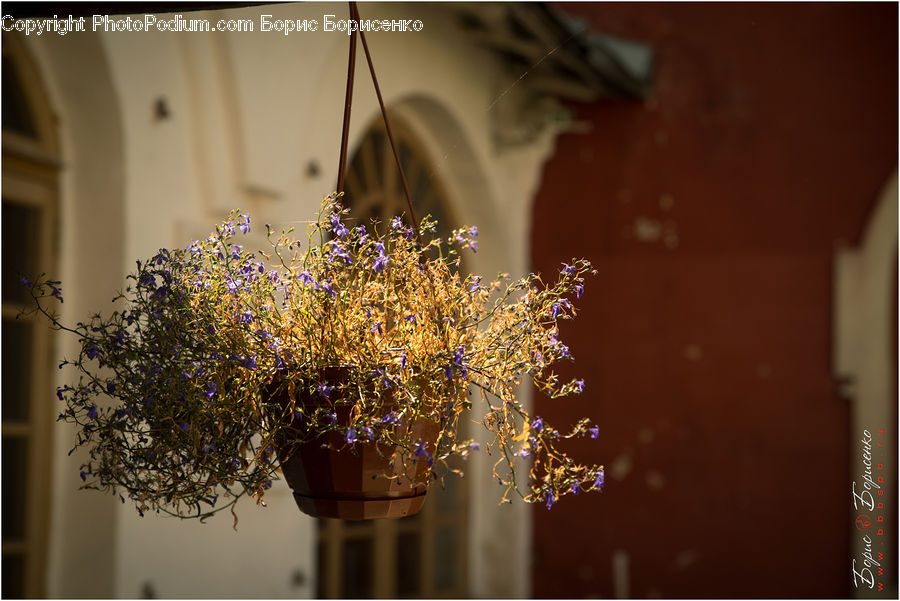 Plant, Potted Plant, Blossom, Flora, Flower, Floral Design, Flower Arrangement