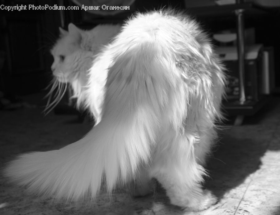 Animal, Canine, Dog, Mammal, Papillon, Pet, Spaniel