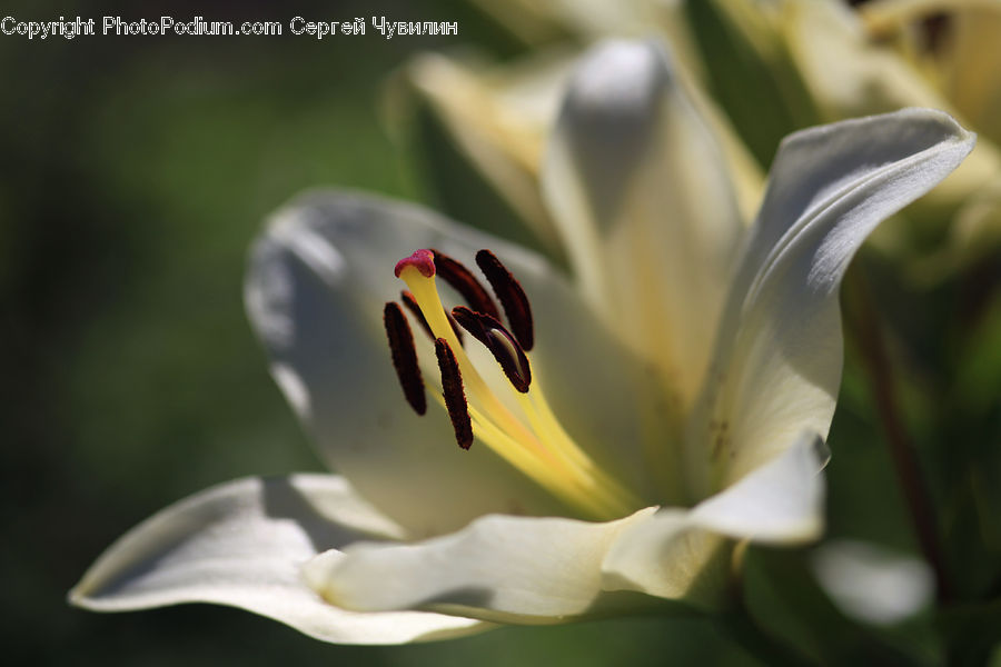 Flora, Flower, Gladiolus, Plant, Lily, Blossom, Crocus