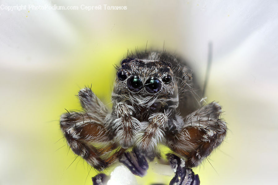 Arachnid, Garden Spider, Insect, Invertebrate, Spider, Bee, Andrena