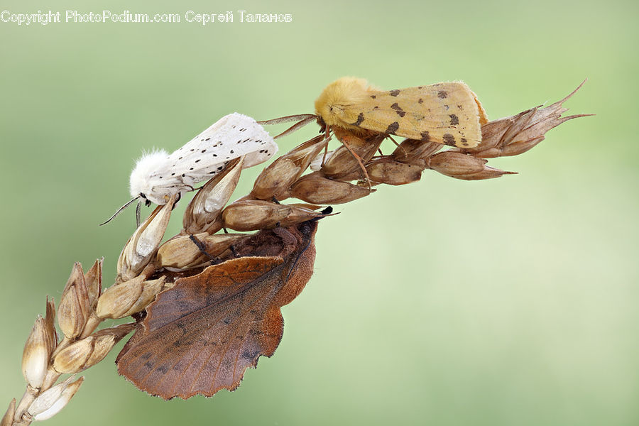 Cricket Insect, Grasshopper, Insect, Invertebrate, Butterfly, Asilidae, Aphid