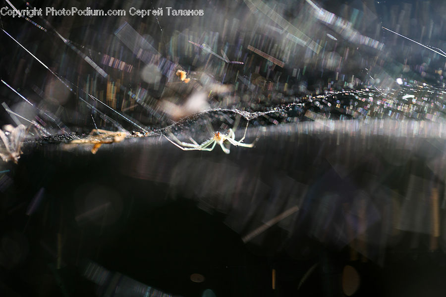 Arachnid, Garden Spider, Insect, Invertebrate, Spider, City, Downtown