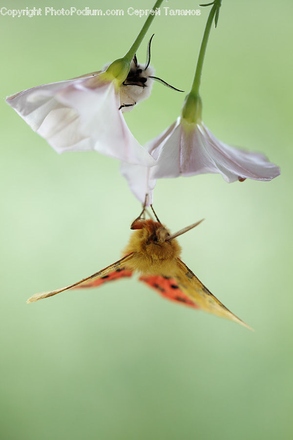 Bee, Insect, Invertebrate, Bee Eater, Bird, Flora, Flower
