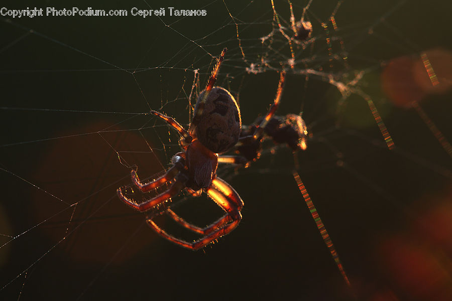 Arachnid, Garden Spider, Insect, Invertebrate, Spider