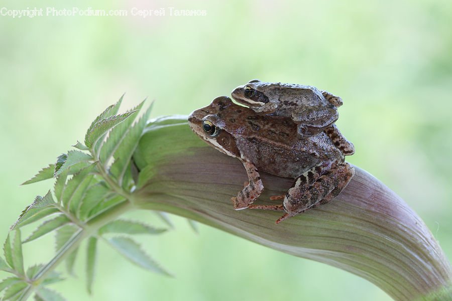 Amphibian, Frog, Wildlife