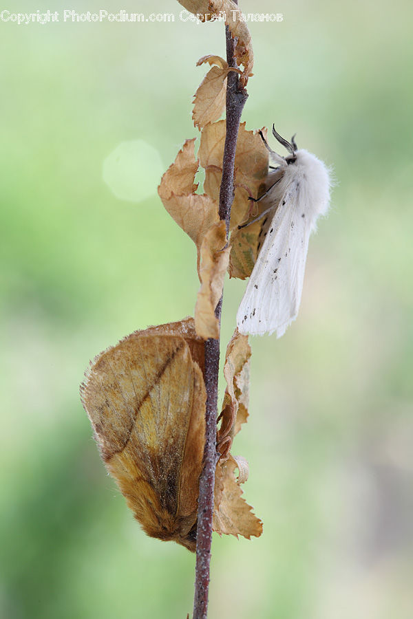 Butterfly, Insect, Invertebrate, Blossom, Flora, Flower, Plant