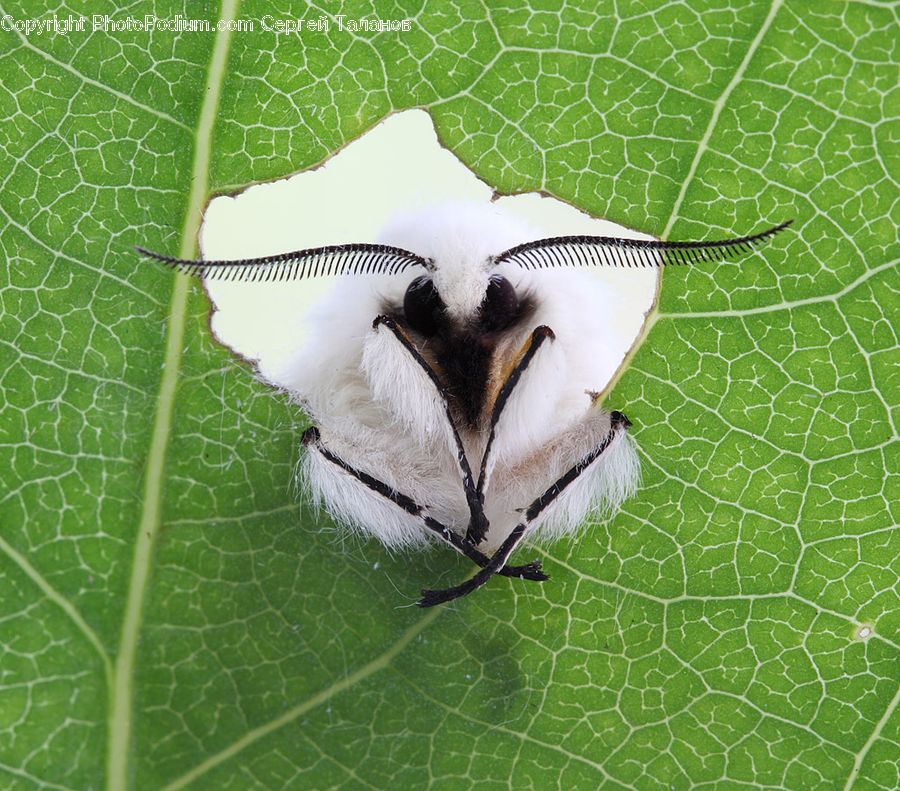 Beak, Bird, Paper, Bee, Insect, Invertebrate, Butterfly