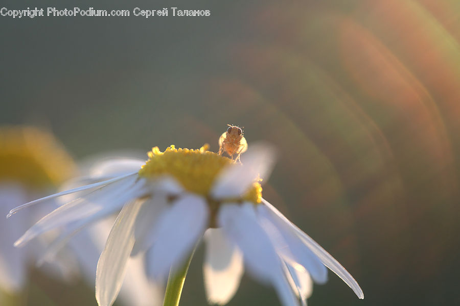 Blossom, Flora, Flower, Plant, Daisies, Daisy, Bee