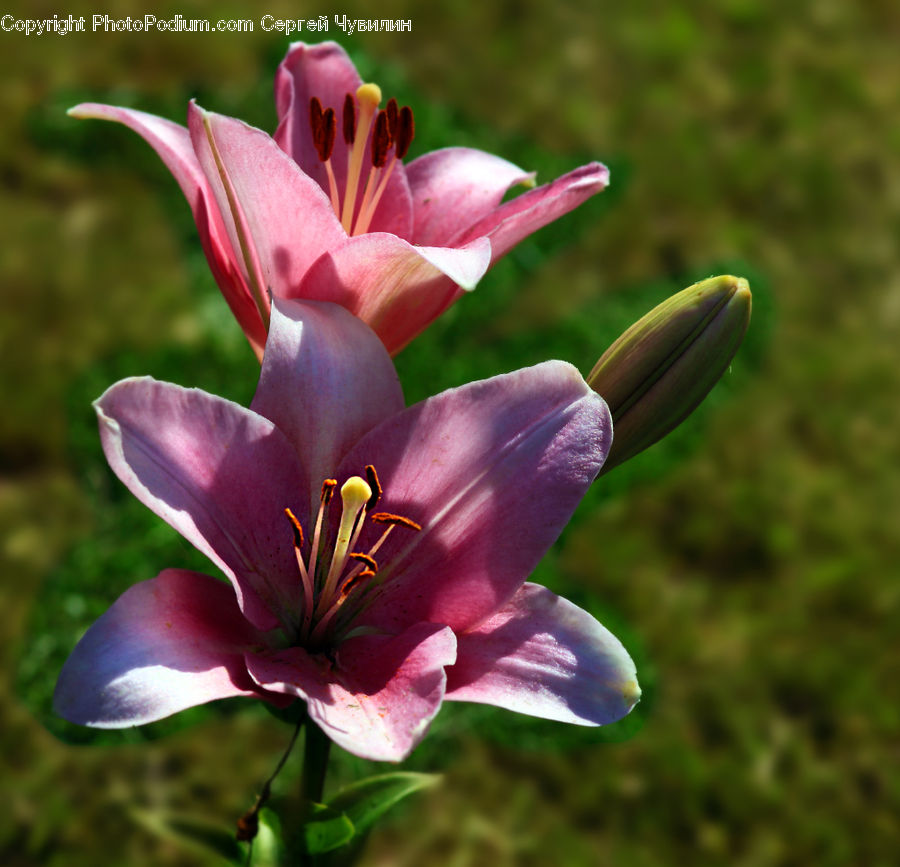 Flora, Flower, Gladiolus, Plant, Blossom, Geranium, Lily