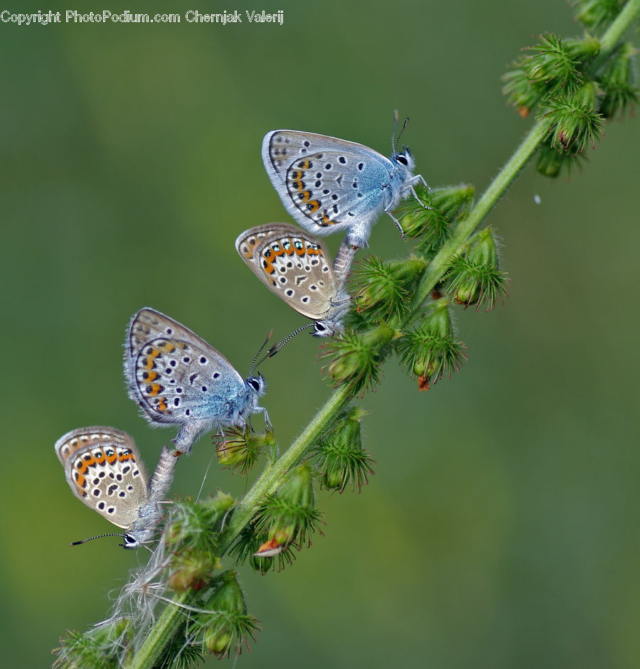 Butterfly, Insect, Invertebrate, Conifer, Fir, Plant, Tree