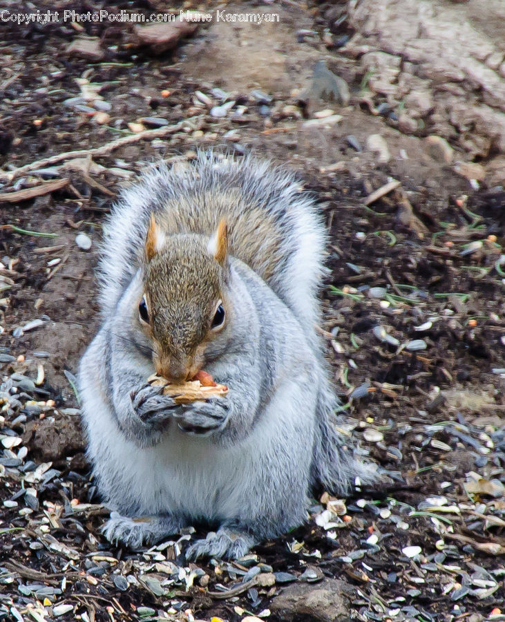 Animal, Mammal, Rodent, Squirrel, Bird, Quail, Alcyonacea
