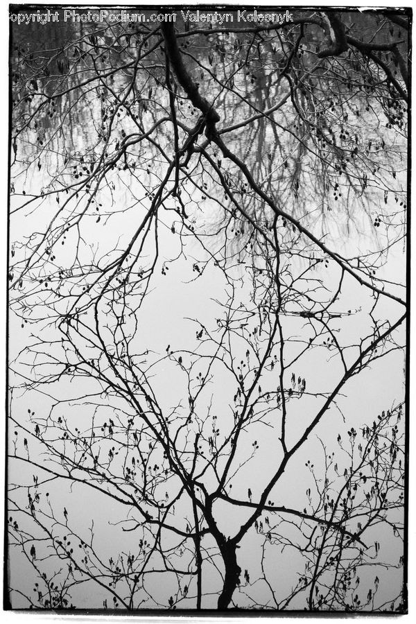 Diagram, Plan, Plant, Tree, Oak, Wood