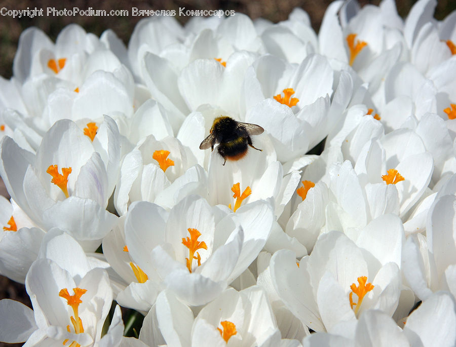 Blossom, Crocus, Flora, Flower, Plant, Andrena, Apidae