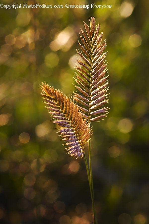 Conifer, Fir, Plant, Tree, Flare, Light, Sunlight