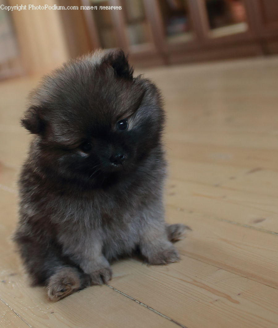 Animal, Canine, Dog, Mammal, Pet, Puppy, Chow