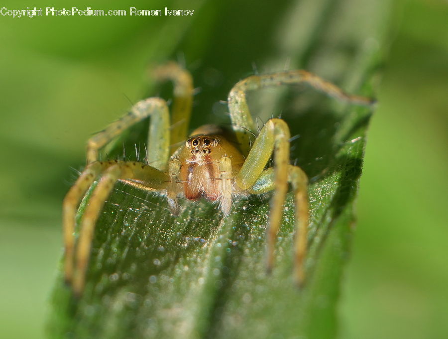 Arachnid, Garden Spider, Insect, Invertebrate, Spider