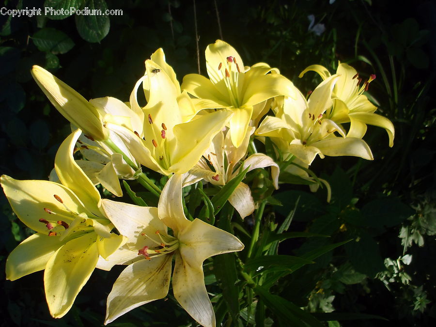 Flora, Flower, Gladiolus, Plant, Ivy, Vine, Blossom