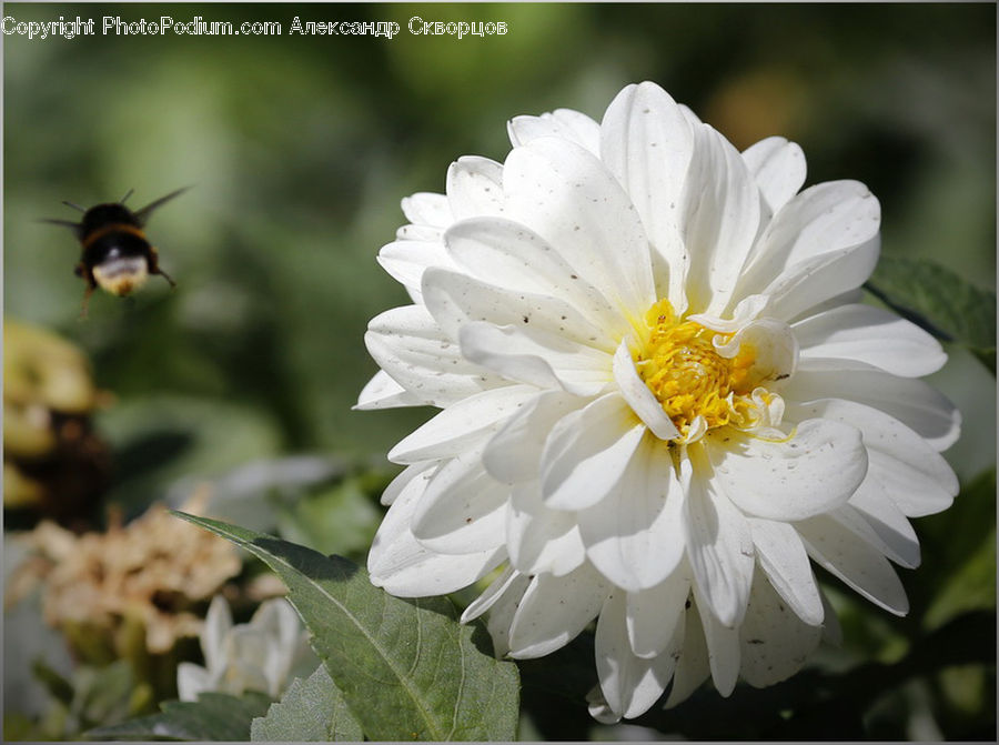 Andrena, Apidae, Bee, Bumblebee, Honey Bee, Insect, Invertebrate