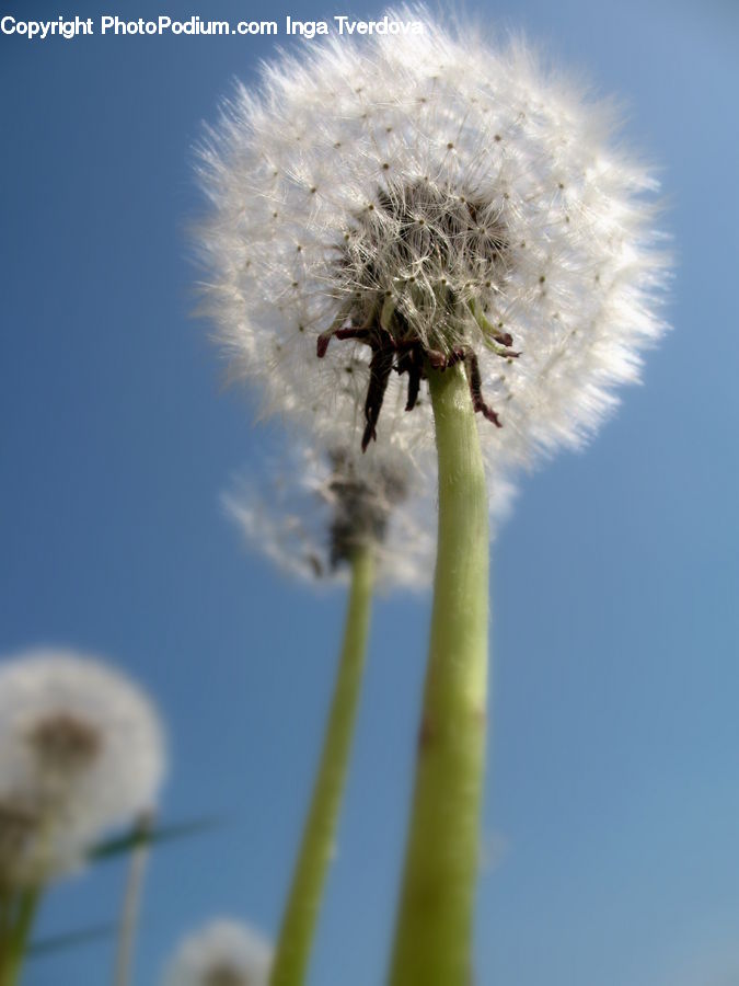 Dandelion, Flower, Plant, Arachnid, Garden Spider, Insect, Invertebrate