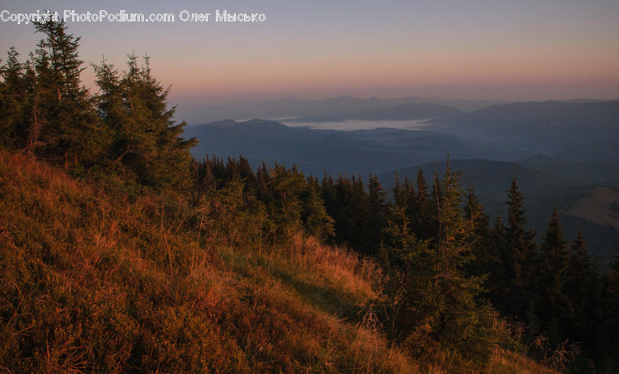 Conifer, Fir, Plant, Tree, Larch, Wood, Field