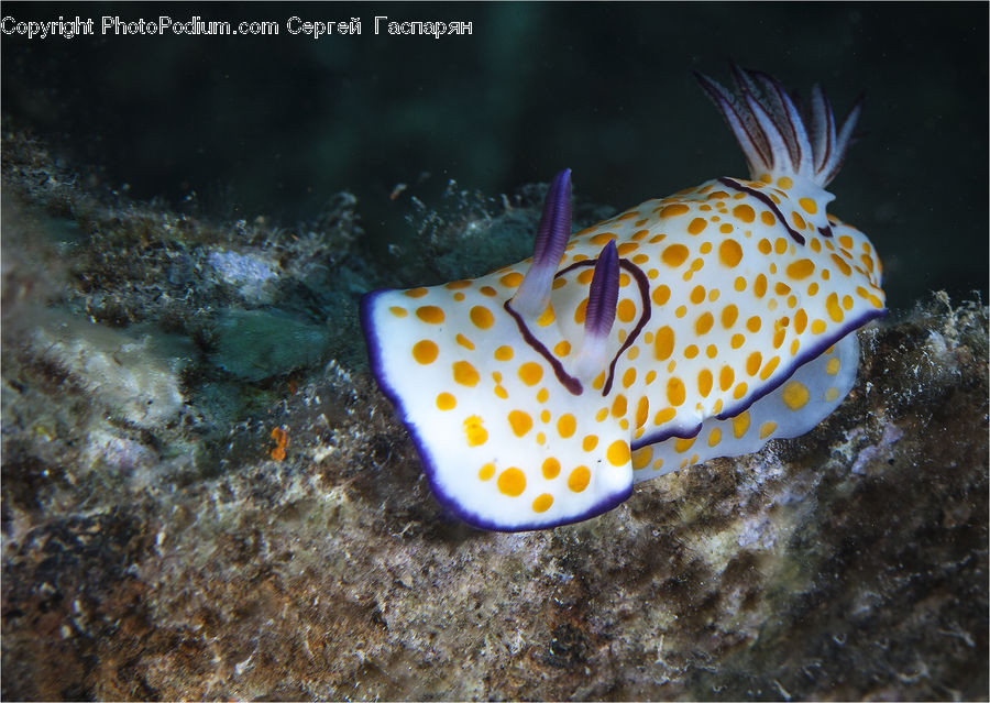 Coral Reef, Outdoors, Reef, Sea, Sea Life, Water, Fish