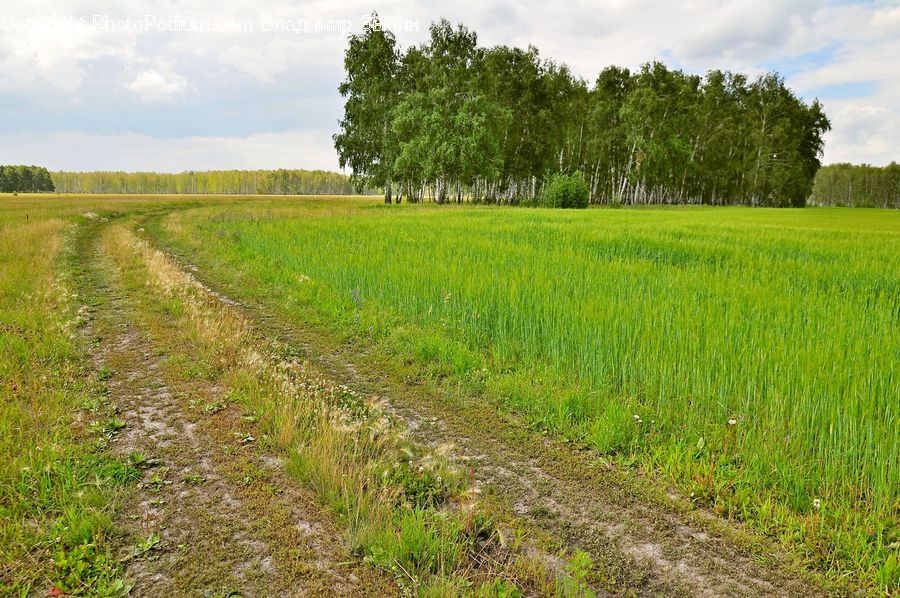 Dirt Road, Gravel, Road, Field, Countryside, Outdoors, Grass