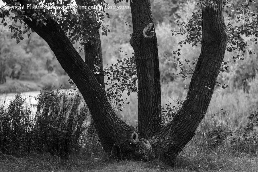 Oak, Tree, Wood, Plant, Forest, Grove, Land
