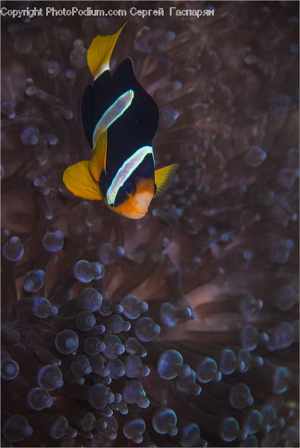 Fish, Sea Life, Fruit, Grapes, Coral Reef, Outdoors, Reef