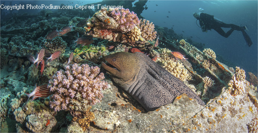 Coral Reef, Outdoors, Reef, Sea, Sea Life, Water, Fish