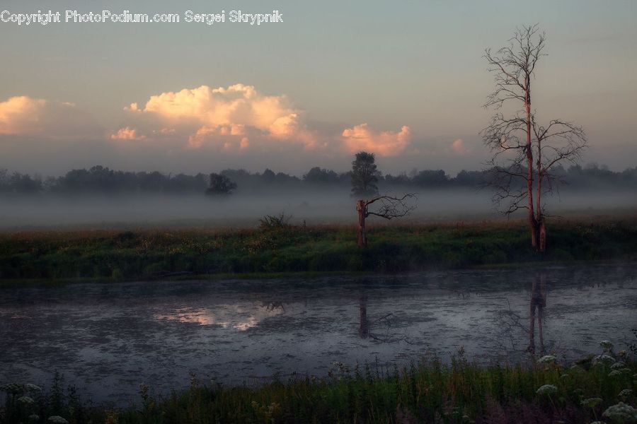 Land, Marsh, Pond, Swamp, Water, Dawn, Dusk