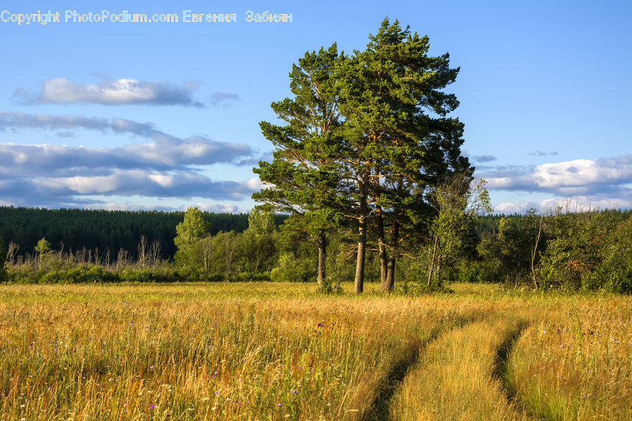 Field, Grass, Grassland, Land, Outdoors, Conifer, Fir