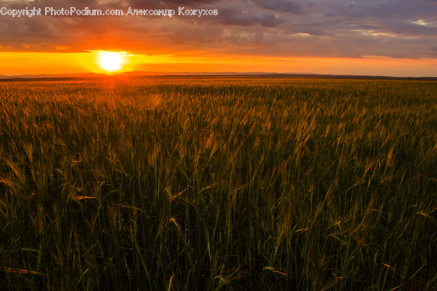 Grain, Wheat, Field, Grass, Grassland, Plant, Land
