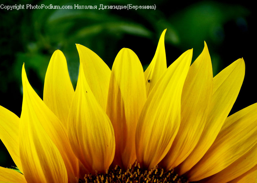Blossom, Flora, Flower, Plant, Sunflower, Treasure Flower, Daisies